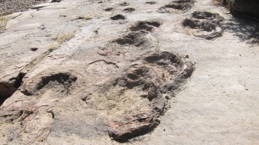 Spuren eines Diplodocus
