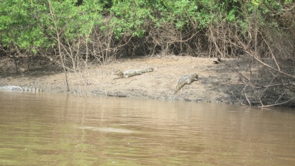 EIn Paar Alligatoren beim chillen